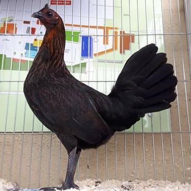 Picture-1 dark hatch hen