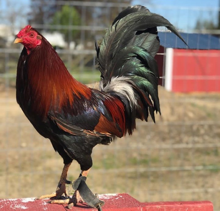 WhatsApp Image 2025-11-22 at 08.22.33 game fowls