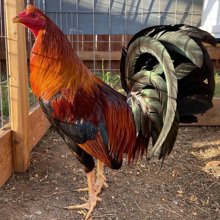 WhatsApp Image 2025-11-22 at 08.49.30 gamefowl roster for sale