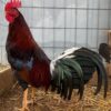 gamefowl roosters for sale