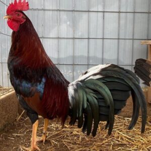 gamefowl roosters for sale