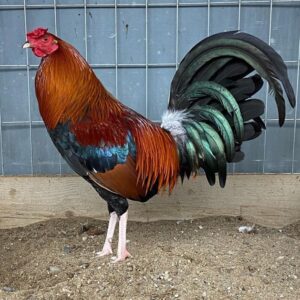 kelso abany gamefowl