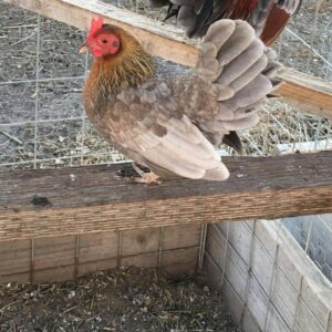 Kelso Hen Fighting Fowl for Sale Smart, Strategic, and Durable Gamefowl