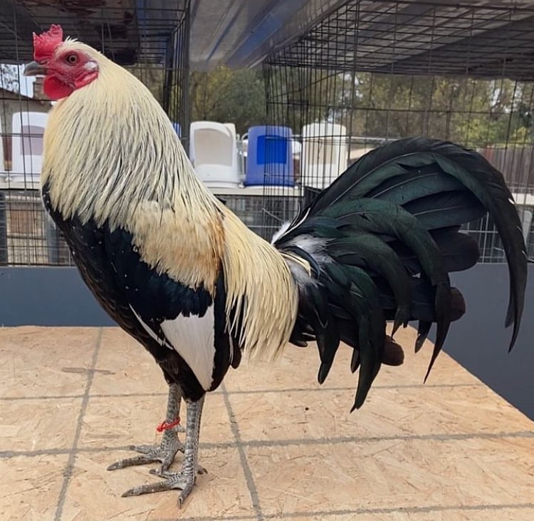 WhatsApp Image 2025-11-22 at 10.39.13 Cardinal Club Kelso Gamefowl