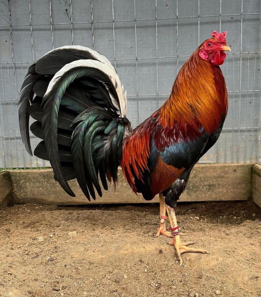 WhatsApp Image 2025-11-22 at 11.05.04 Sweater Gamefowl