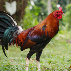 roundheaded gamefowl