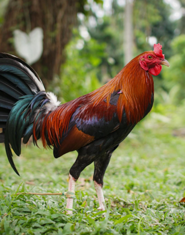 roundheaded gamefowl